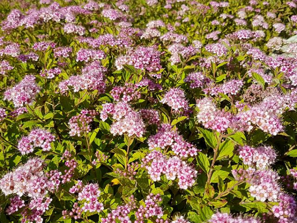 Spiraea japonica "Little Princess" - (Rosa Zwergspiere),